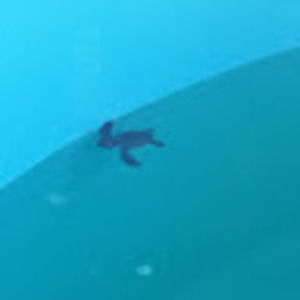 Meet your Posher, Gisela